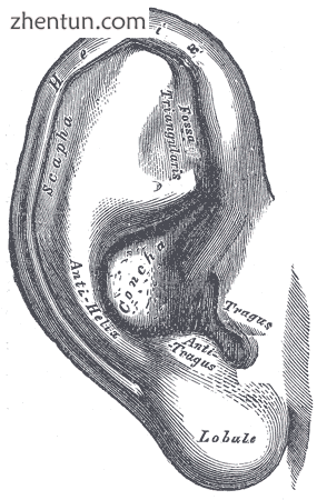 The angles of the ear determine the surgical anatomy of the pinna, as considered.png