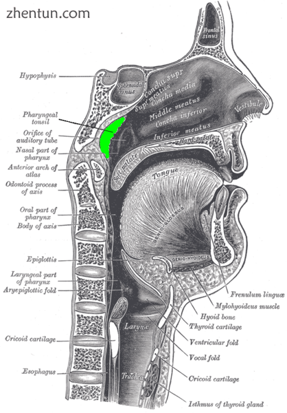 Location of the adenoid.png
