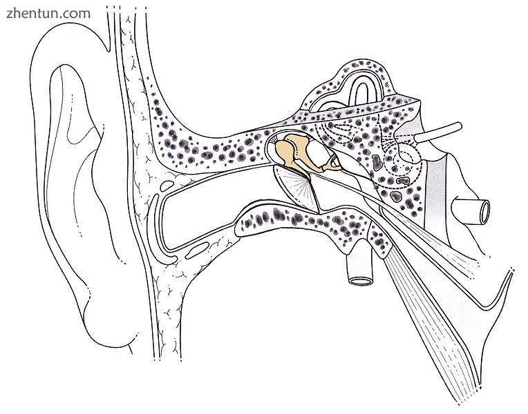 Location of the ossicular chain in the ear.jpg