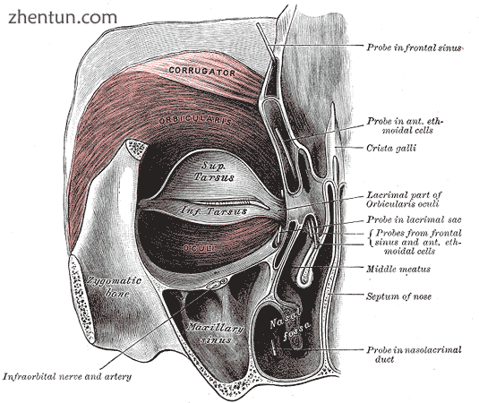 Left orbicularis oculi, seen from behind..png