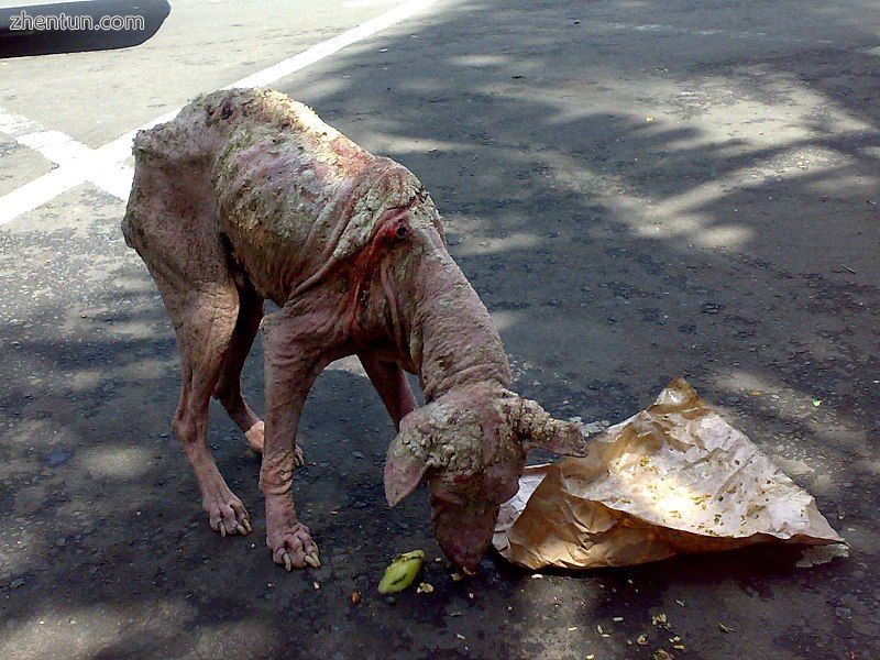 A street dog in Bali, Indonesia, suffers from sarcoptic mange..jpeg