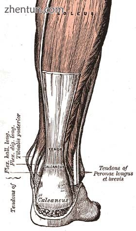 The Achilles tendon, one of the tendons in the human body.jpg