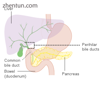 Biliary tract.png