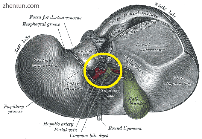 Hilum of the liver, circled in yellow.png