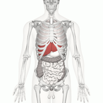 Location of human liver (in red).gif