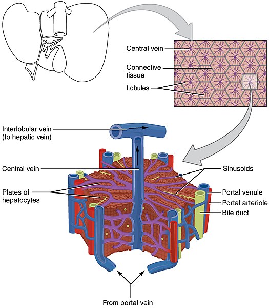 Microscopic anatomy of the liver.jpg