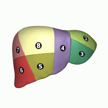 Shape of human liver in animation, with eight Couinaud segments labelled.gif