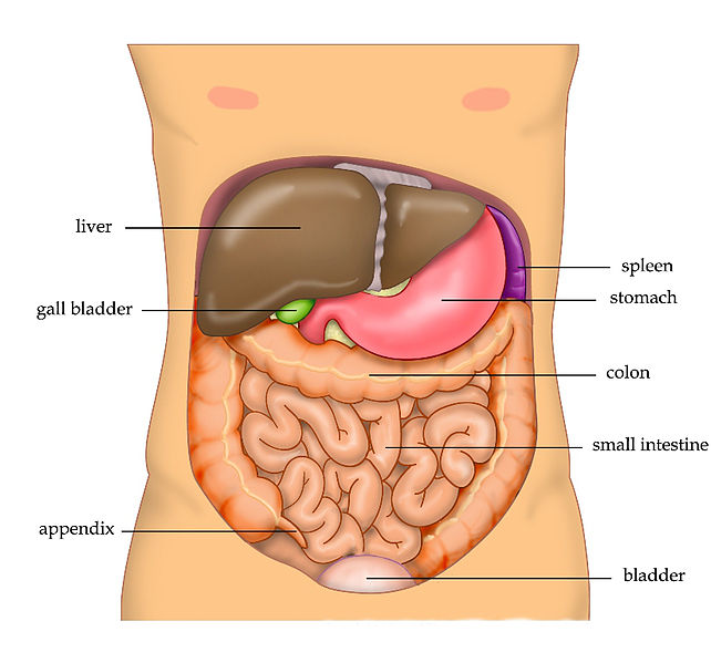 The human liver is located in the upper right abdomen.jpg