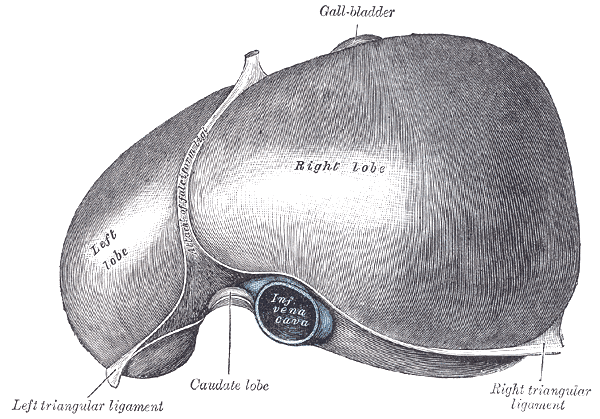 The liver, viewed from above, showing the left and right lobes separated by the .png