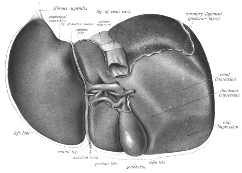The liver, viewed from below, surface showing four lobes and the impressions.png