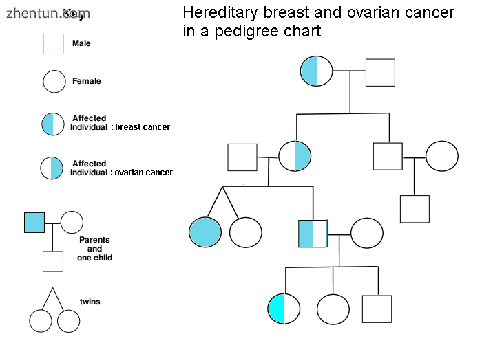 People with ovarian or breast cancer in a pedigree chart of a family.png