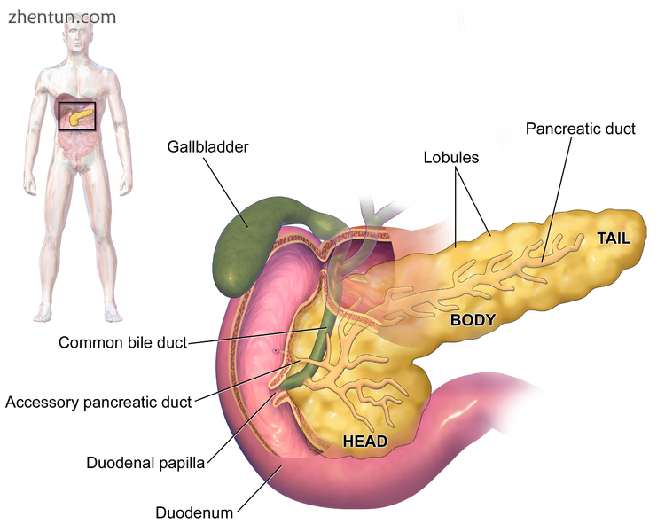 Anatomy of the pancreas.png