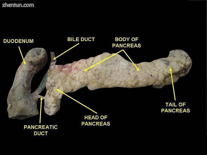 Duodenum and pancreas. Deep dissection.jpg