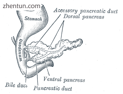 Pancreas of a human embryo at end of sixth week.png