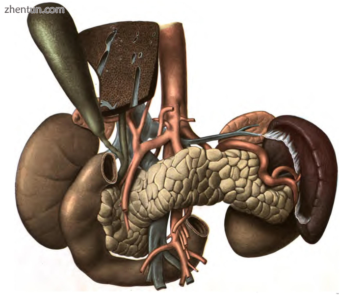 The pancreas and its surrounding structures.png