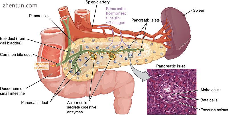 The pancreas has a role in digestion, highlighted here. Ducts in the pancreas.jpg