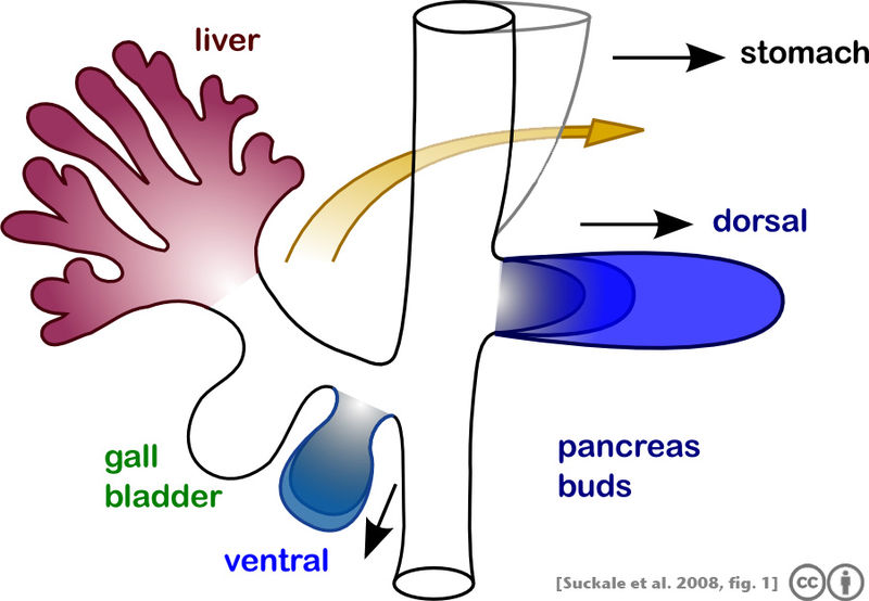 The pancreas originates from the foregu.jpeg