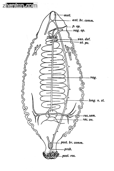 Gyrocotylidea body flatwormlike, not divided into proglottids.png