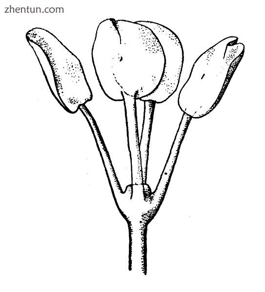 Tetraphyllidea elaborate four-leaved scolex.jpg