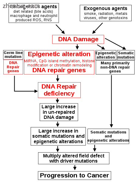 The central role of DNA damage and epigenetic defects in DNA repair genes in car.png