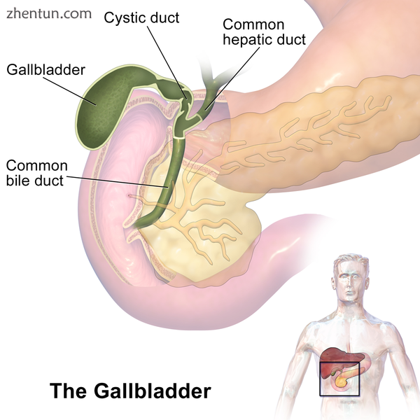 The gallbladder sits beneath the liver.1.png