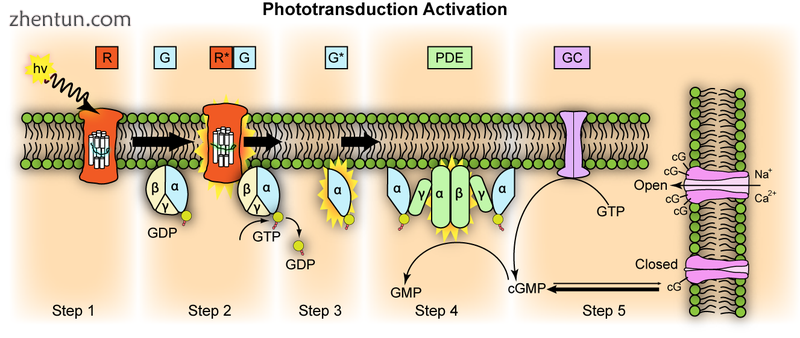 Representation of molecular steps in photoactivation (modified from Le.png