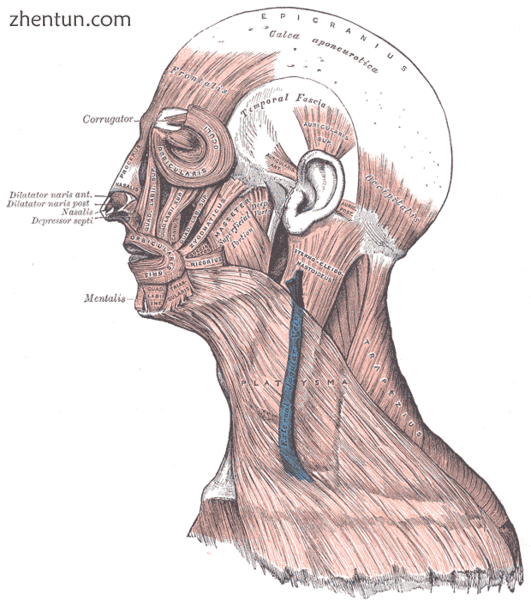Auricular muscles in context with the other facial muscles.png