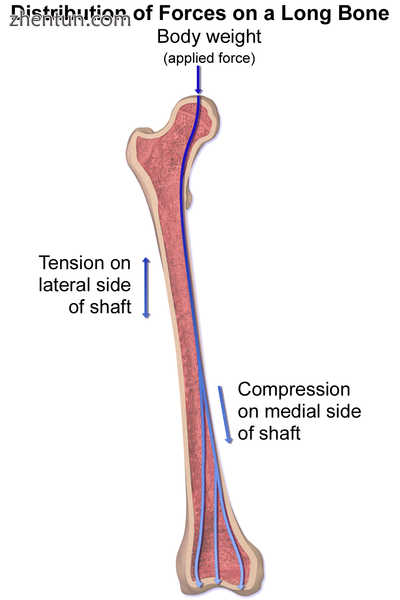 Distribution forces of the femur.png