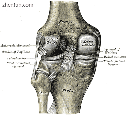 Left knee joint from behind, showing interior ligaments..png