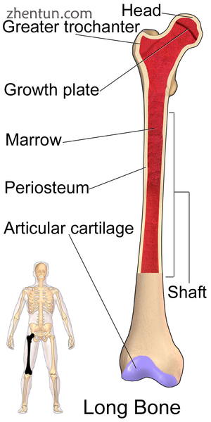 Long Bone (Femur).png