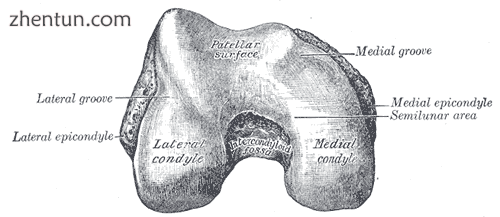 Lower extremity of right femur viewed from below..png