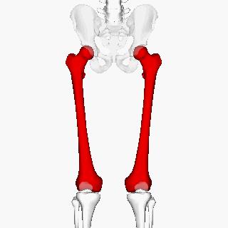 Position of femur (shown in red). Pelvis and patella are shown as semi-transparent..gif