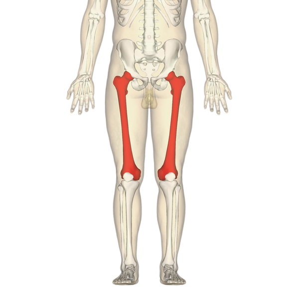 Position of femur (shown in red).png