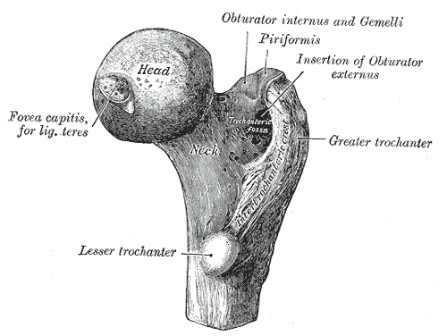 The upper extremity of right femur viewed from behind and above, showing head, n.png