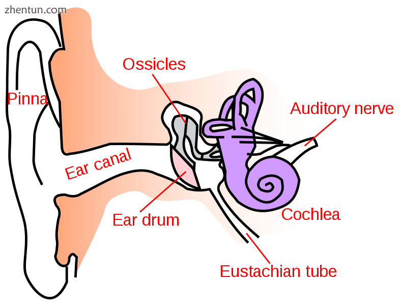 Anatomy of the human ear..png