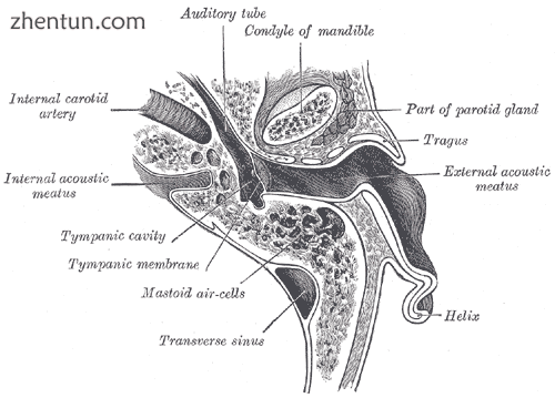 Horizontal section through left ear; upper half of section..png