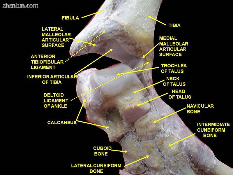 Ankle joint. 1Deep dissection..jpg