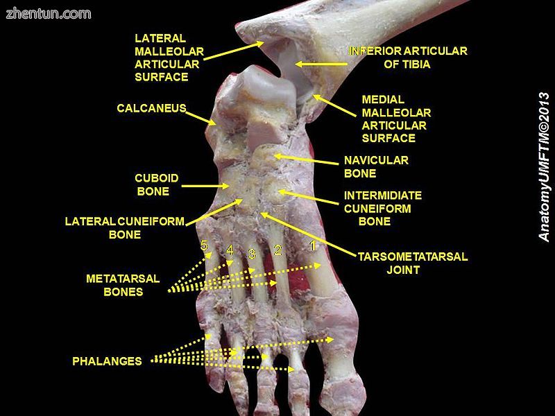 Ankle joint. 2Deep dissection..jpg