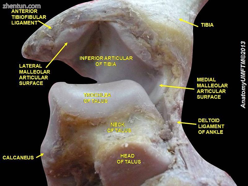 Ankle joint. 3Deep dissection..jpg