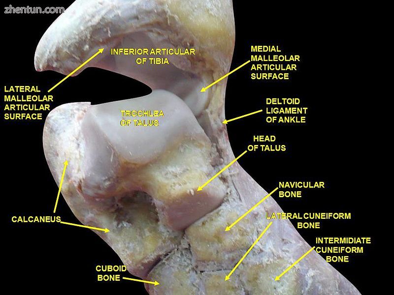 Ankle joint. Deep dissection..jpg