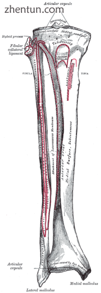 Bones of the right leg. 2Anterior surface.png