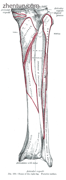 Bones of the right leg. Posterior surface.png