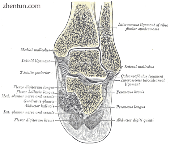 Coronal section through right talocrural and talocalcaneal joints.png