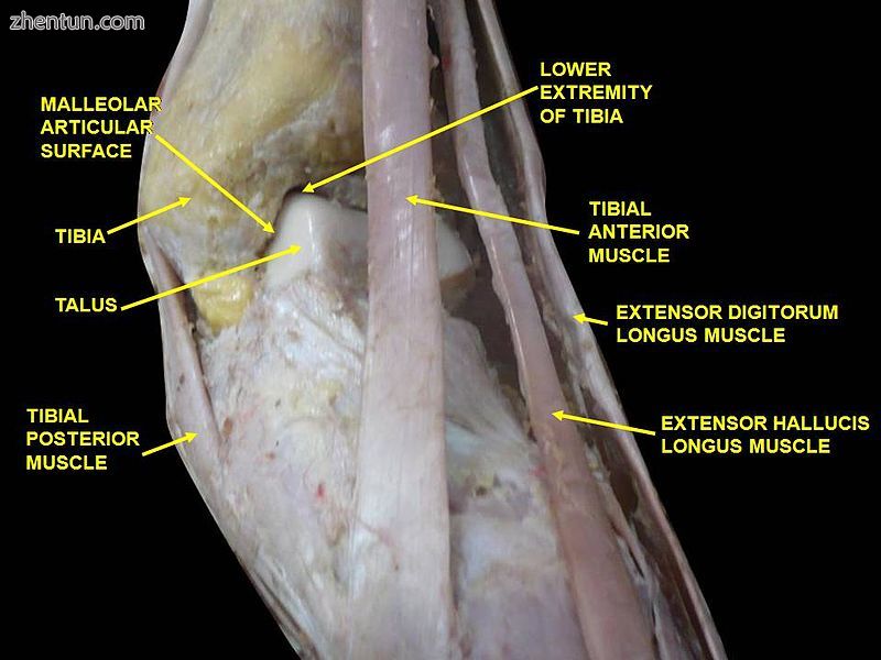 Dorsum of Foot. 1Ankle joint. Deep dissection.jpg