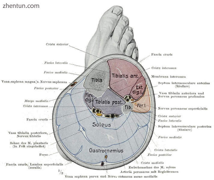 Cross section of the leg showing the different compartments (latin terminology).png