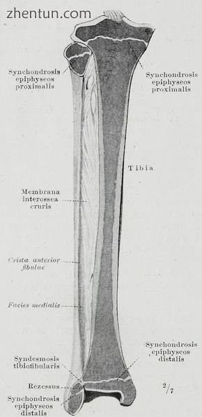 Longitudinal section of tibia showing interior.png