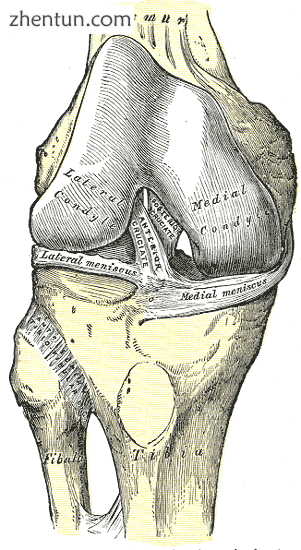 Right knee joint from the front, showing interior ligaments.png