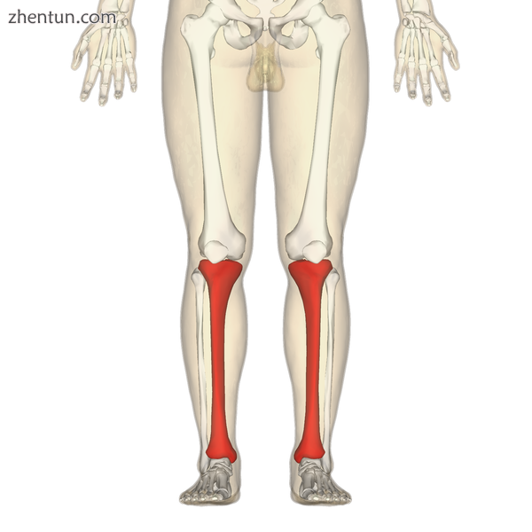 Position of tibia (shown in red).png