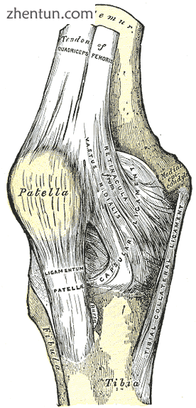Right knee-joint. Anterior view..png