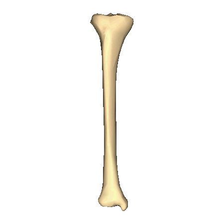 Shape of right tibia.gif